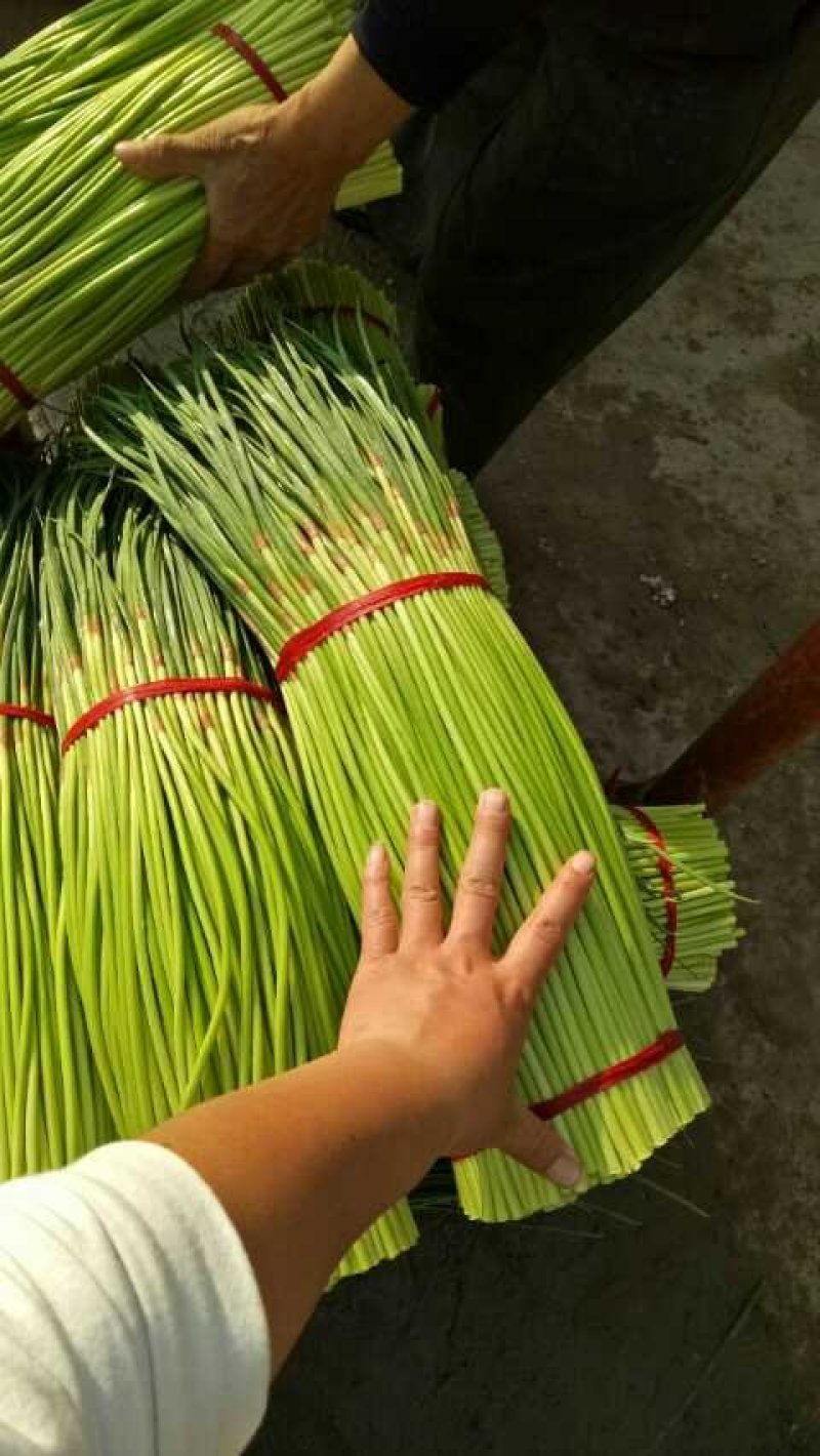 【推荐】中牟红帽蒜薹大量上市可视频看货支持全国发货！