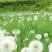 蒲公英茶养生