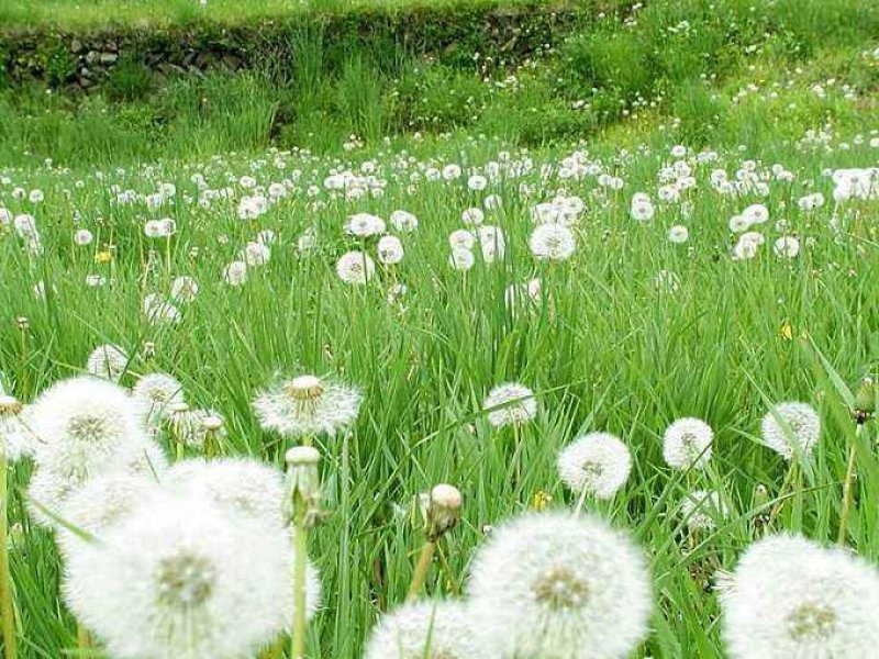 蒲公英茶养生