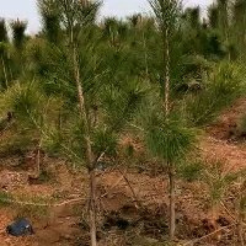 黑松50公分