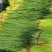 河南红帽新鲜蒜薹产地直销蔬菜产地直供