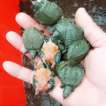 鳖，本公司长期供应有机甲鱼，各种规格中华甲鱼苗