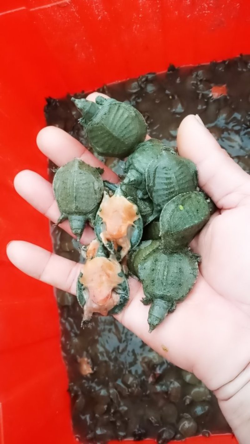 鳖，本公司长期供应有机甲鱼，各种规格中华甲鱼苗
