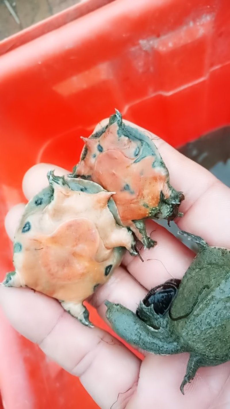 鳖，本公司长期供应有机甲鱼，各种规格中华甲鱼苗