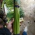 河南优质蒜薹大量上市，货源充足，欢迎合作共赢