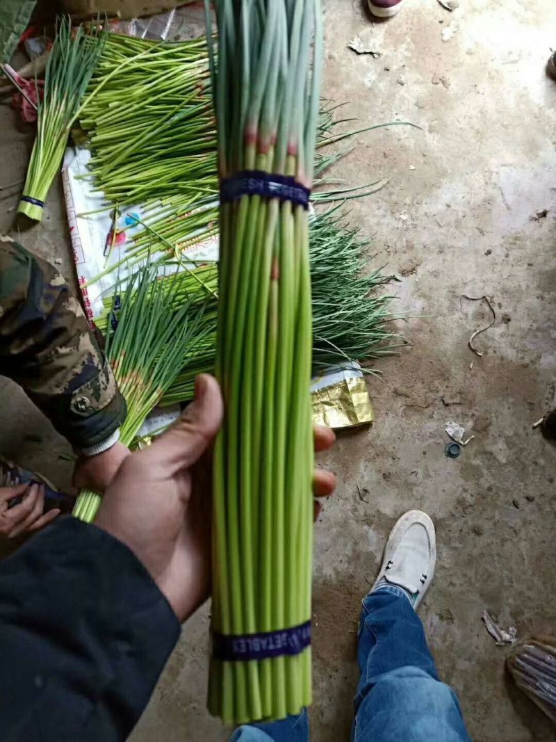 河南优质蒜薹大量上市，货源充足，欢迎合作共赢