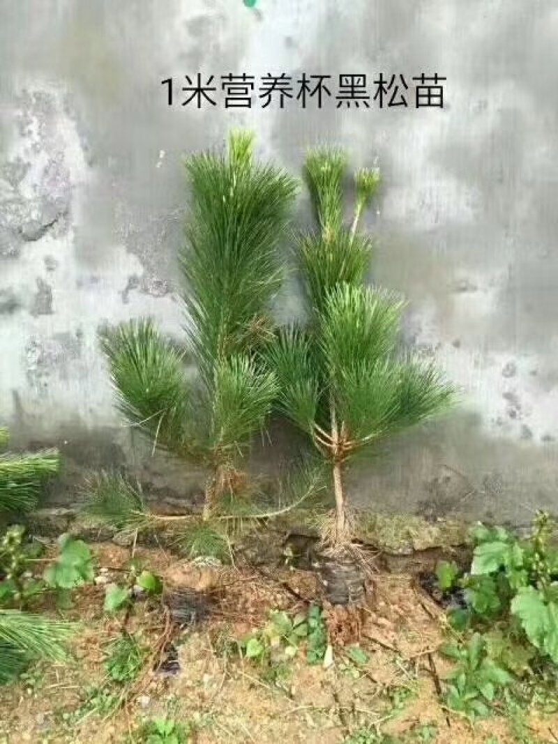 黑松1米