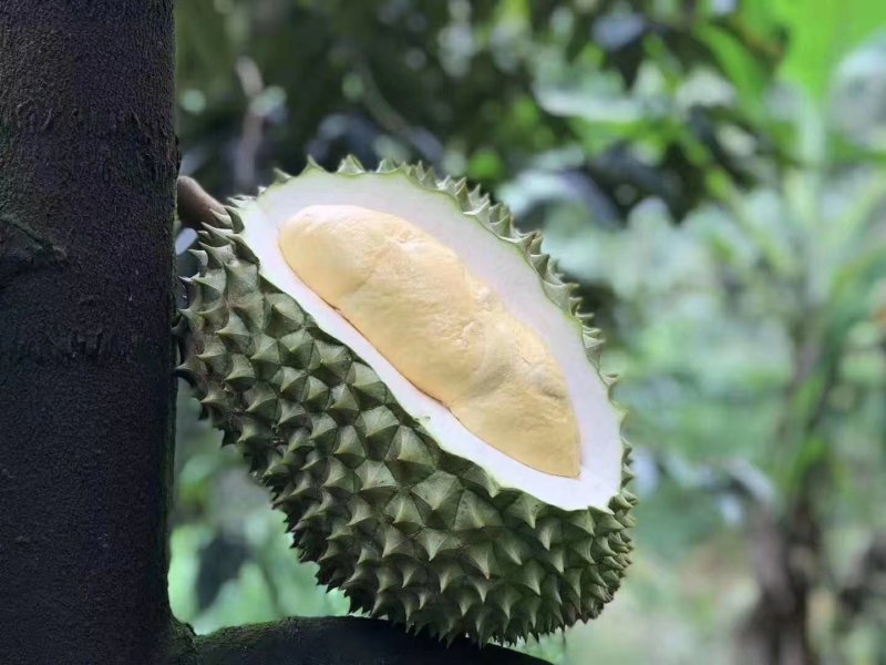 榴莲