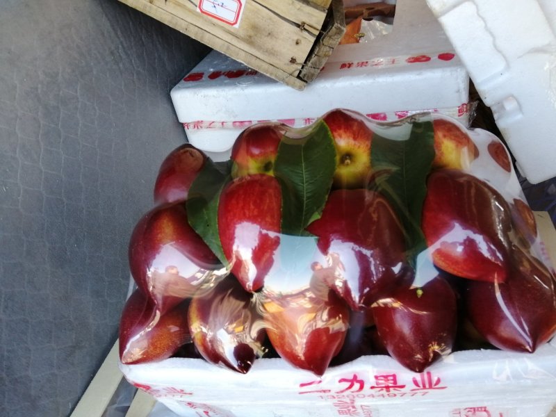 山东聊城大量供应油桃