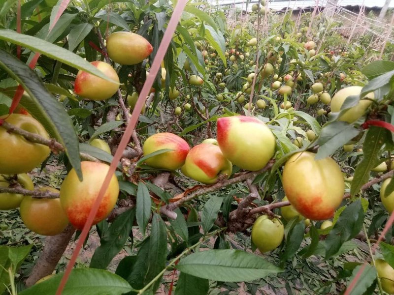 山东聊城大量供应油桃
