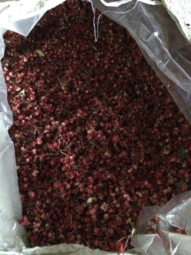 花椒苗大量批发精品大红袍狮子头黄盖花椒苗无刺种苗