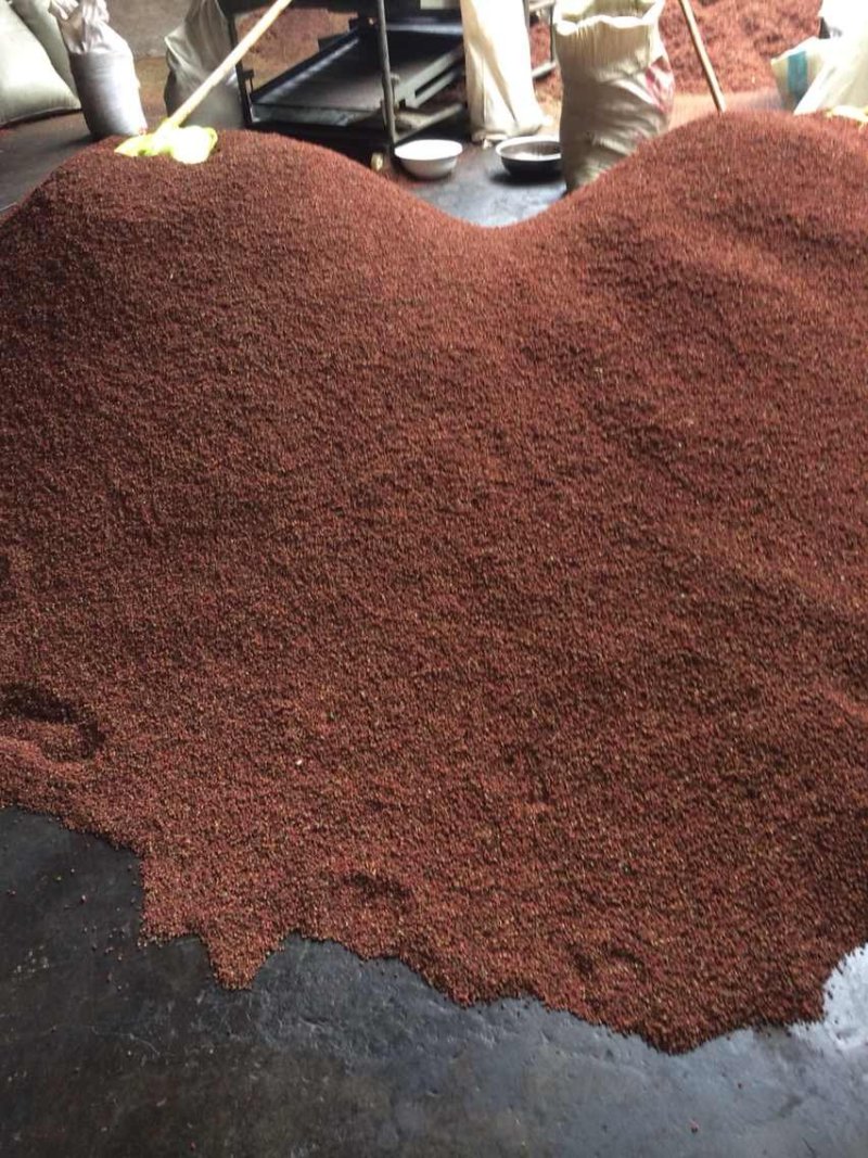 花椒苗大量批发精品大红袍狮子头黄盖花椒苗无刺种苗