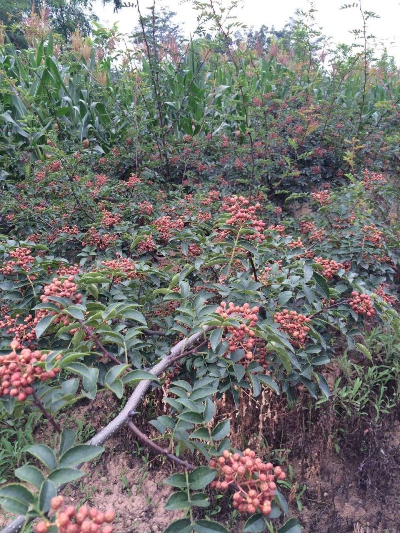 花椒苗大量批发精品大红袍狮子头黄盖花椒苗无刺种苗