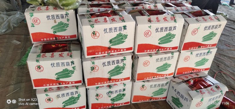 西葫芦~油绿西葫芦，山东~聊城，西葫大量上市~~诚信代收