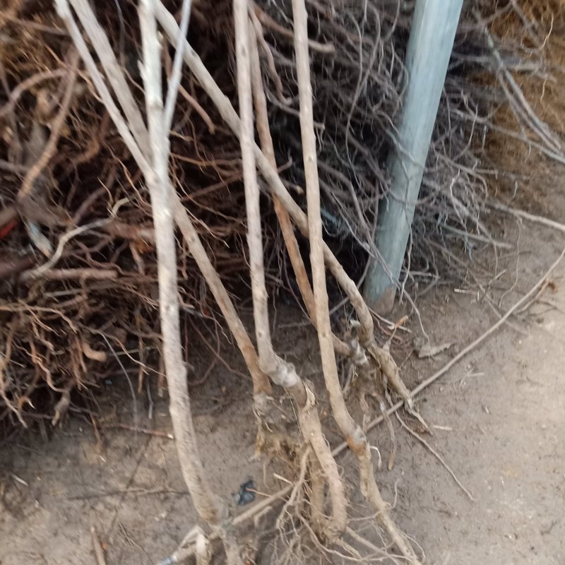 樱桃苗嫁接黄蜜大樱桃苗南方种植北方种植盆栽