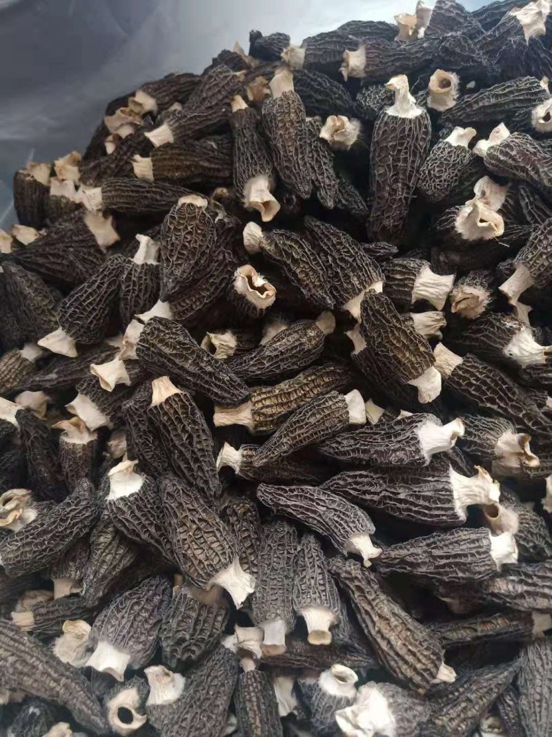 去柄羊肚菌干货野生菌羊肚蘑菇干品100克一袋包邮