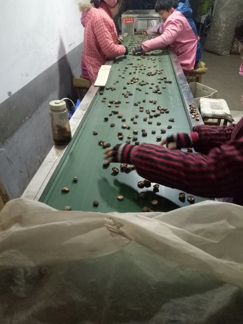 干香菇纯面菇：河南春栽分级成品烤菇批发价包邮。