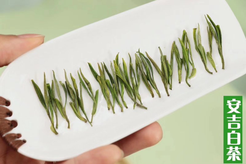 浙江安吉白茶属于绿茶～