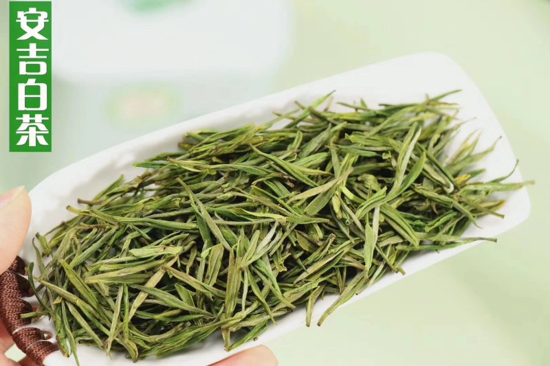 浙江安吉白茶属于绿茶～