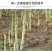 芦笋种子高产多年生四季盆栽早熟蔬菜种子包邮