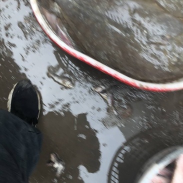 鸦片鱼