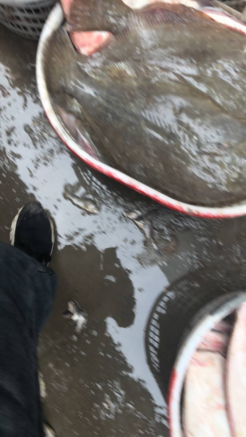 鸦片鱼