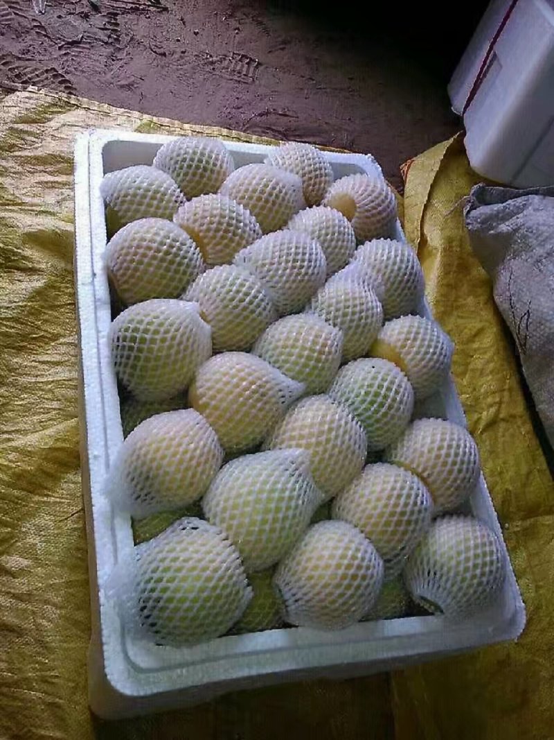 山东聊城大量供应油桃
