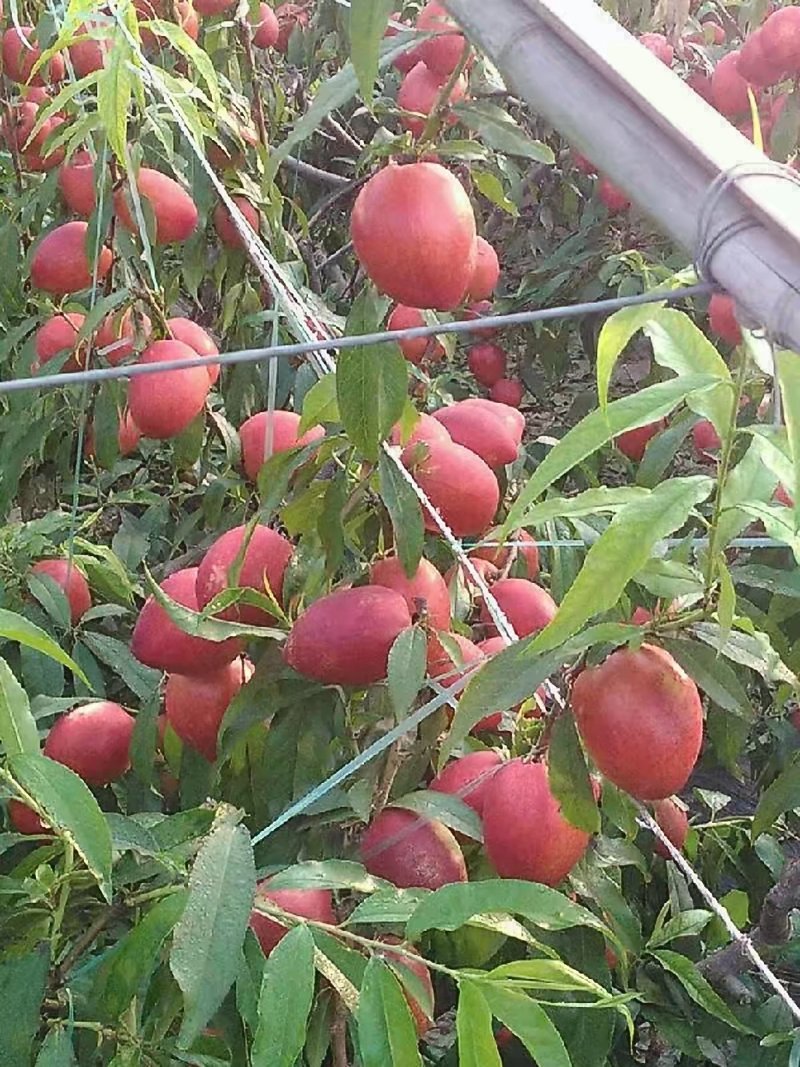 山东聊城大量供应油桃