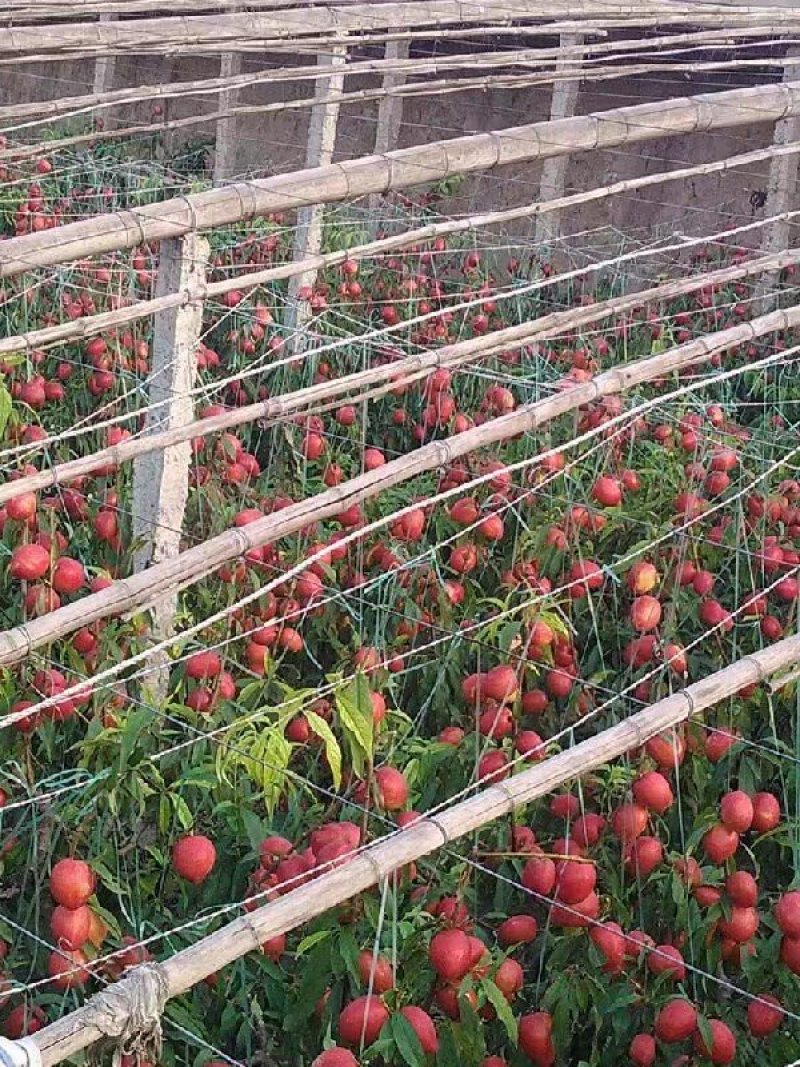 山东聊城大量供应油桃