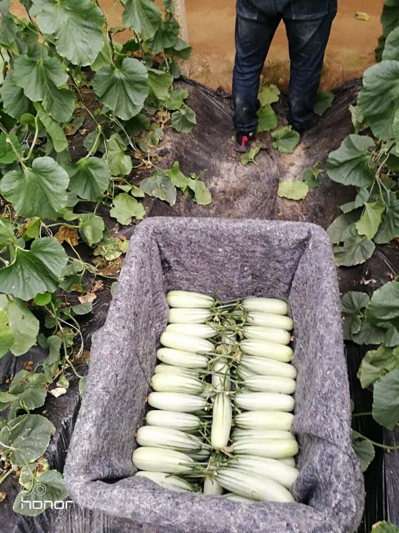羊角脆甜瓜，一件代发，货品如图需要下单