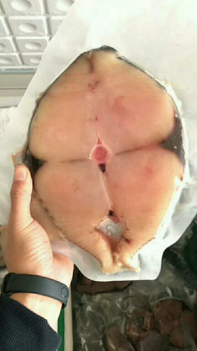 马胶鱼