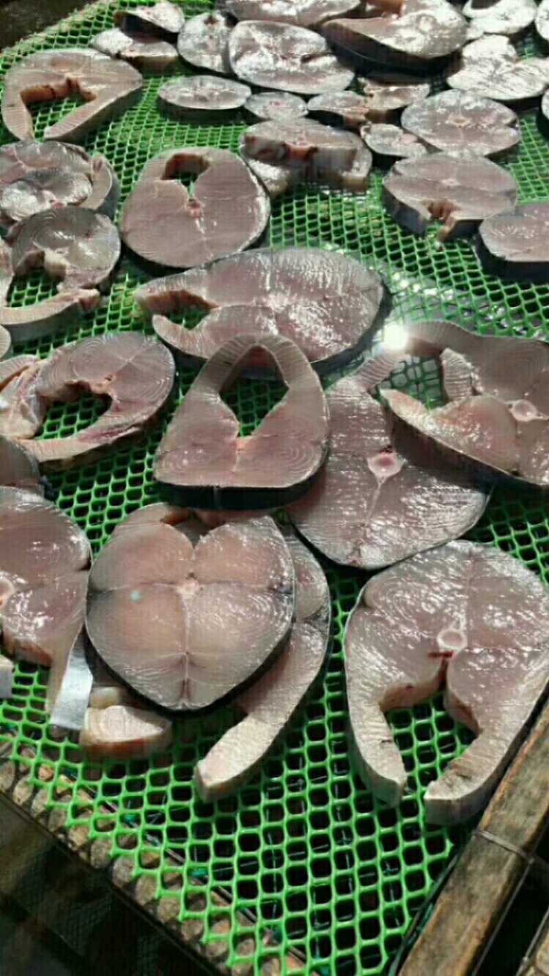 马胶鱼