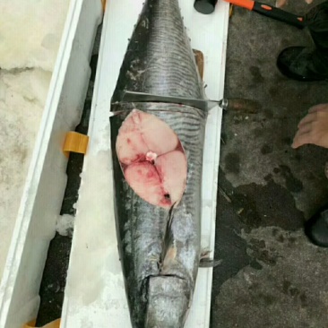 马胶鱼