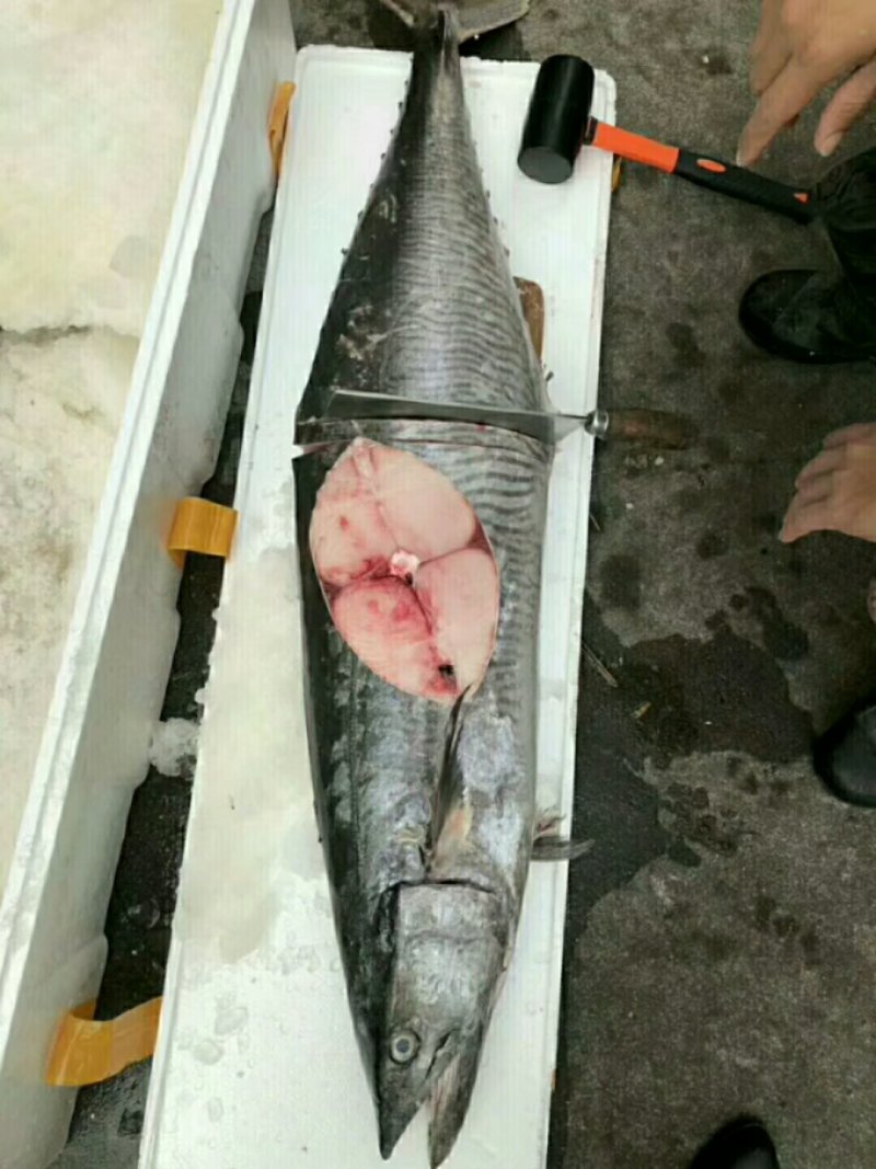 马胶鱼