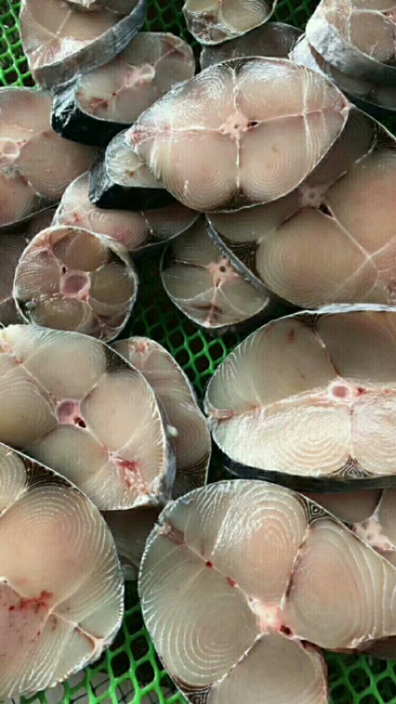 马胶鱼