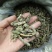 槐角槐豆无硫新货批发零售冷背中药材