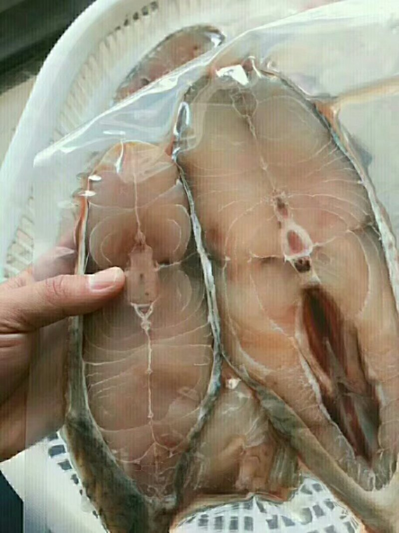 马胶鱼