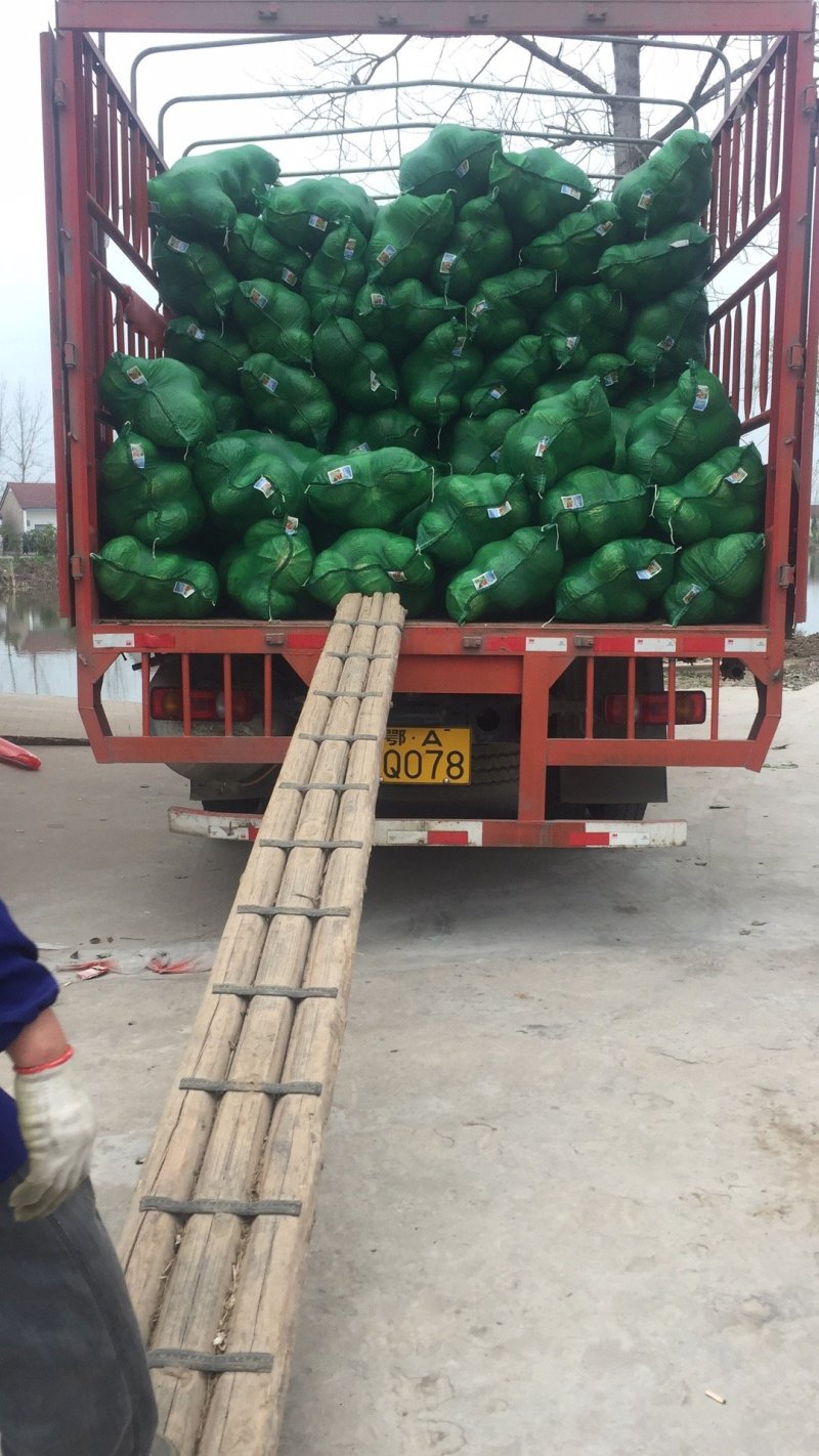 精品基地扁包菜京丰冰岛奥奇娜等品种湖北产地直销