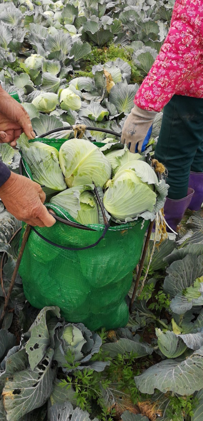 精品基地扁包菜京丰冰岛奥奇娜等品种湖北产地直销