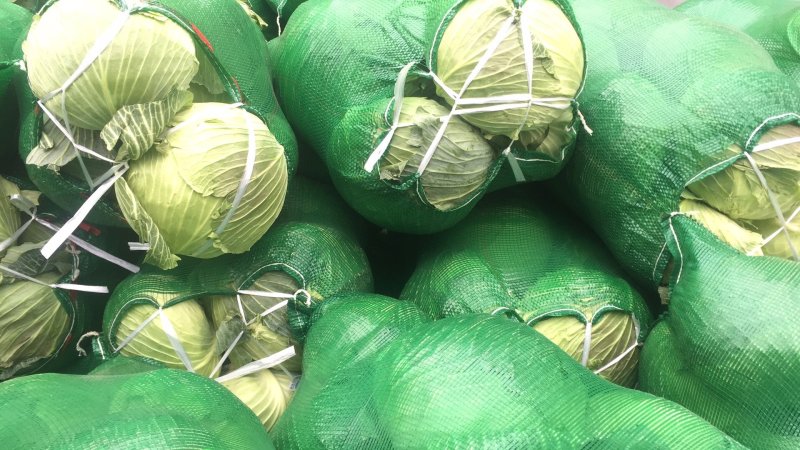 精品基地扁包菜京丰冰岛奥奇娜等品种湖北产地直销