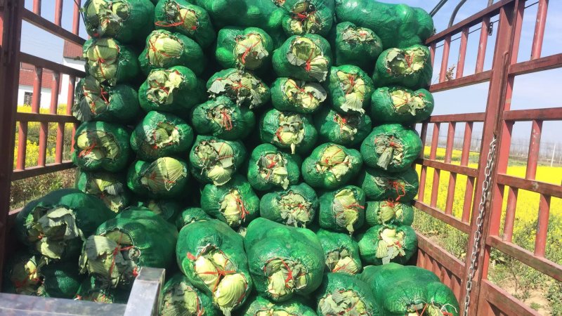 精品基地扁包菜京丰冰岛奥奇娜等品种湖北产地直销