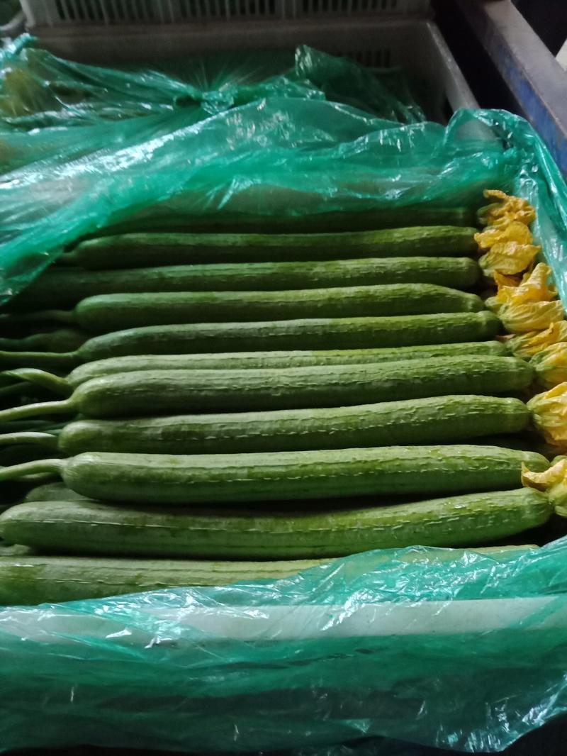 【丝瓜】精品鲜花丝瓜市场通货大量供应价格优惠