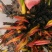 白洋淀精品睡莲，花色多，品种全，可视频看货，产地直销。