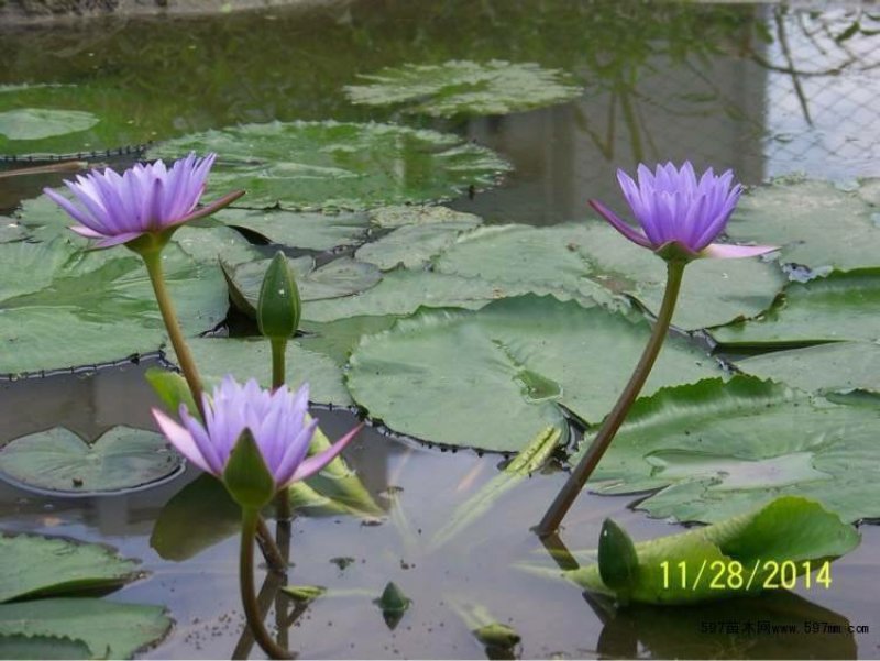 白洋淀精品睡莲，花色多，品种全，可视频看货，产地直销。