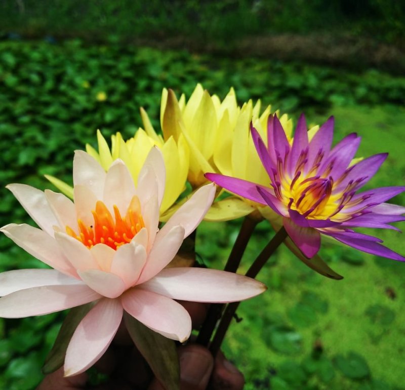 白洋淀精品睡莲，花色多，品种全，可视频看货，产地直销。