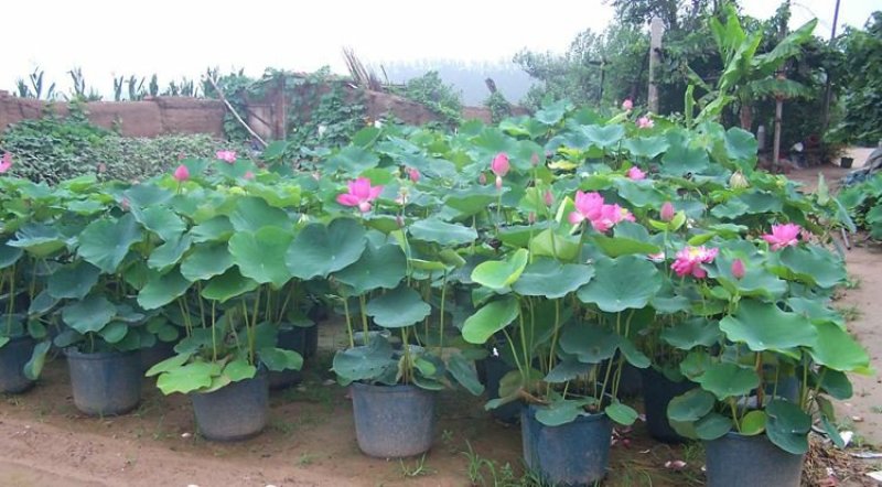 白洋淀精品睡莲，花色多，品种全，可视频看货，产地直销。