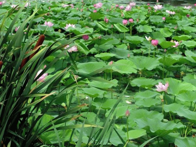 白洋淀精品睡莲，花色多，品种全，可视频看货，产地直销。