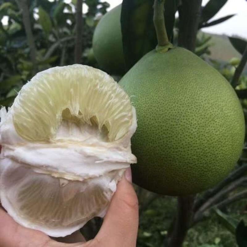 水晶柚苗2年嫁接大苗