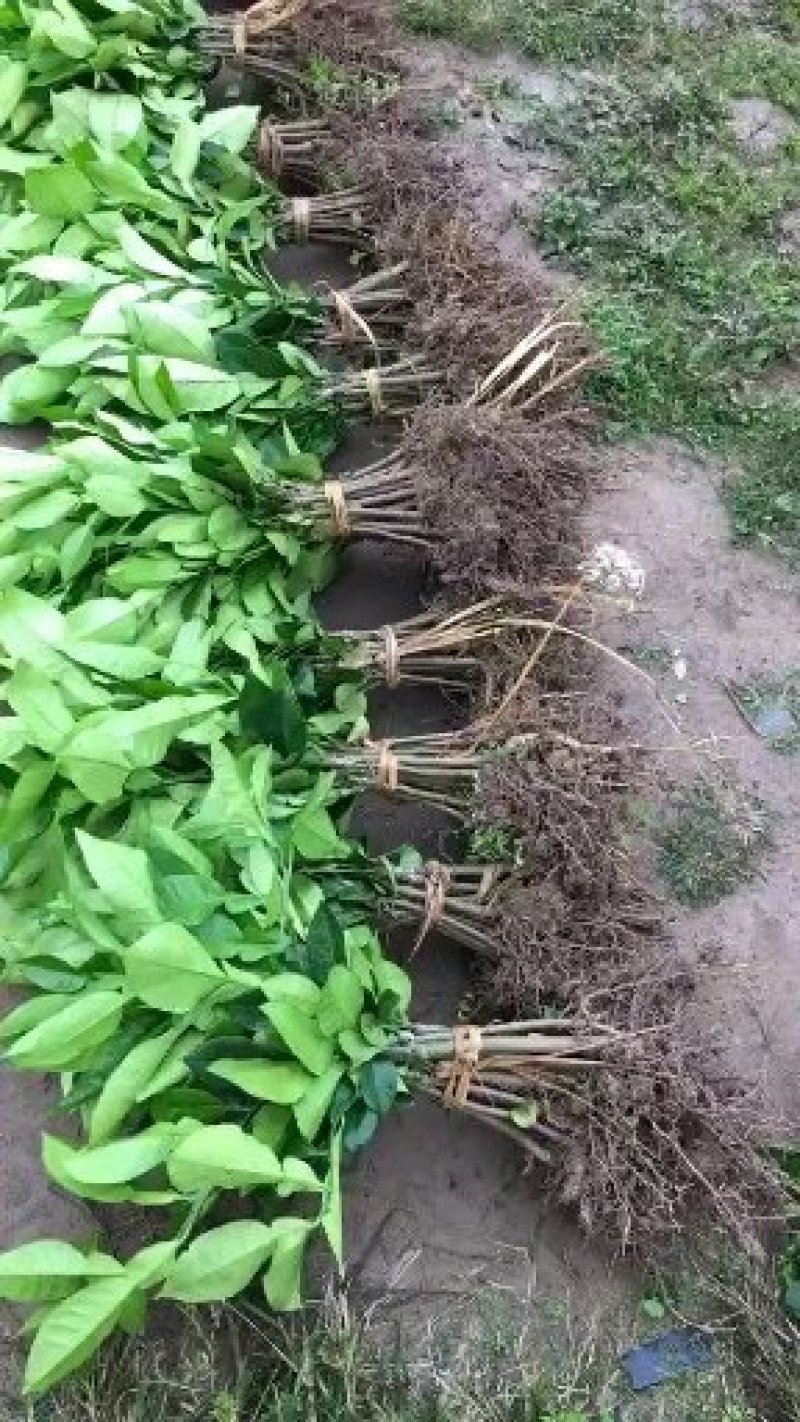 水晶柚苗2年嫁接大苗