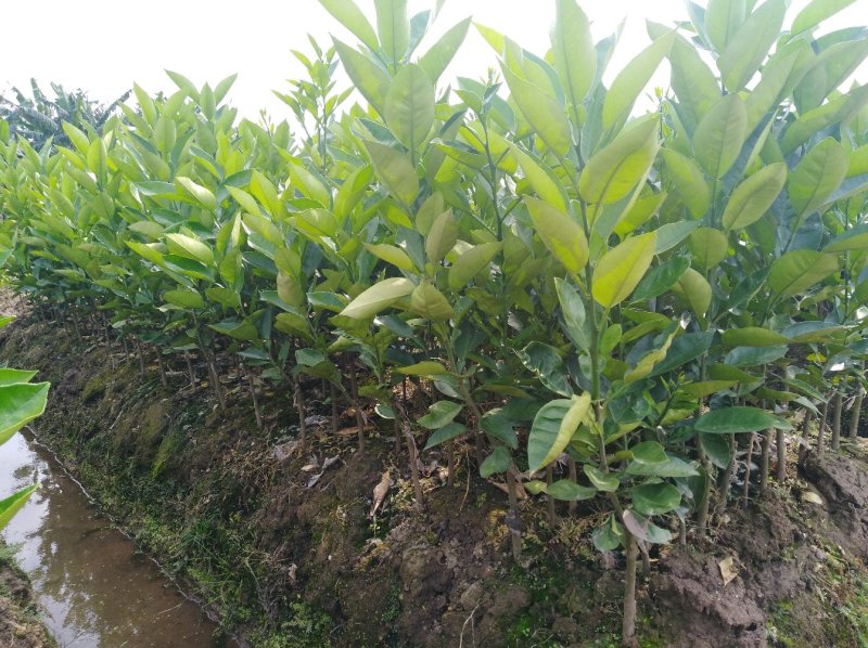 水晶柚苗2年嫁接大苗